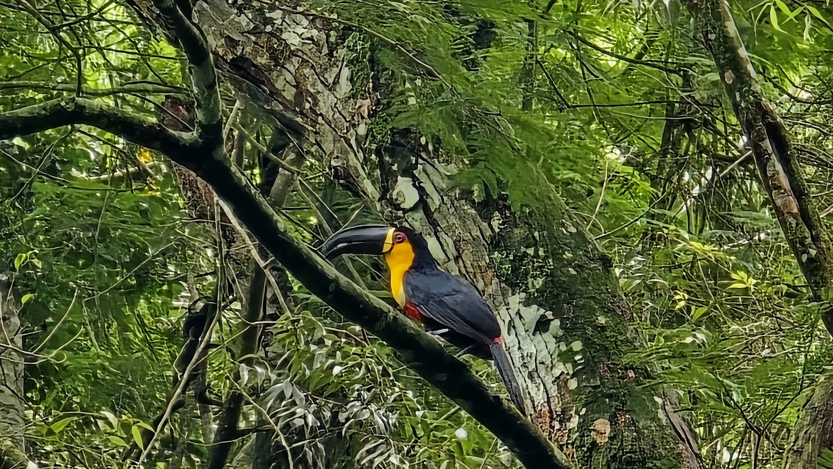 Tucano na Floresta da Tijuca